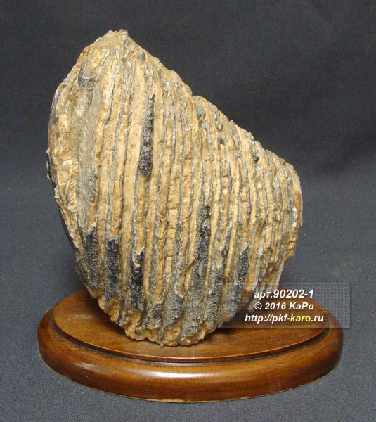 Зуб мамонта - приблизительный геологический возраст образца 30000 лет Приблизительный геологический возраст образца - 30 000 лет. Цена указана за изделие представленное на фото. 