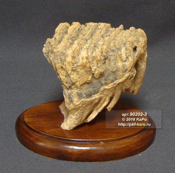 Зуб мамонта - приблизительный геологический возраст образца 30000 лет Приблизительный геологический возраст образца - 30 000 лет. Цена указана за изделие представленное на фото. 
