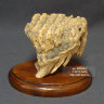 Зуб мамонта - приблизительный геологический возраст образца 30000 лет