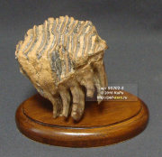Зуб мамонта - приблизительный геологический возраст образца 30000 лет