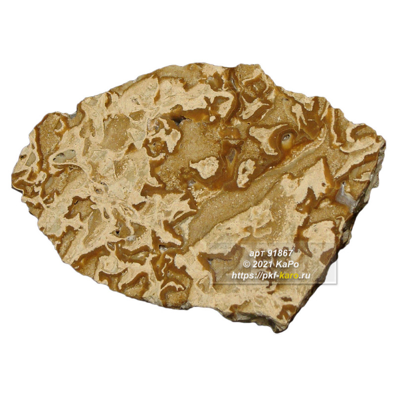 Коллекционный образец &quot;Рифовый камень&quot; г. Керчь  Коллекционный образец "Рифовый камень" г. Керчь, с полированной плоскостью. Цена указана за изделие представленное на фото. 