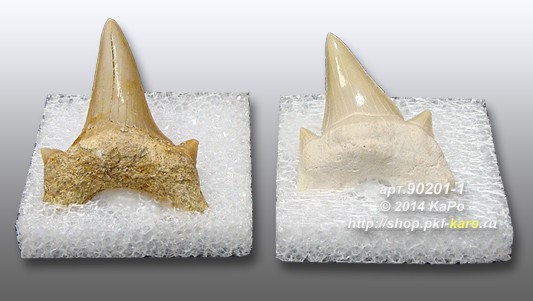 Зуб акулы коллекционный Зуб акулы коллекционный на поролоновой подложке